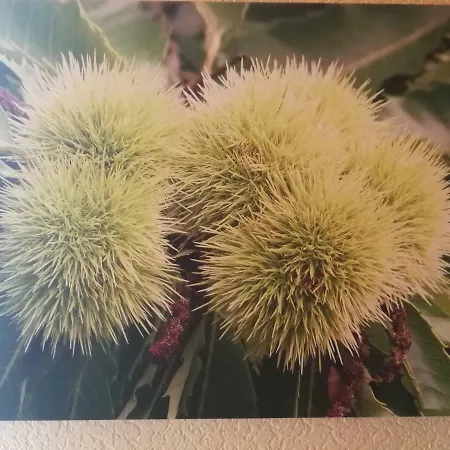 Gaestehaus Moni Jaeger Rum i privatbostad