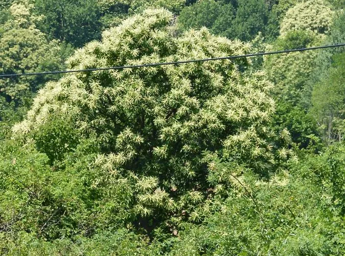 Gaestehaus Moni Jaeger Rum i privatbostad