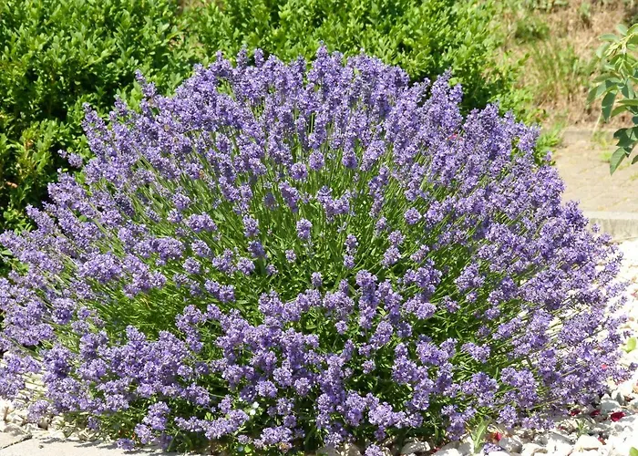 Gaestehaus Moni Jaeger * Weyher