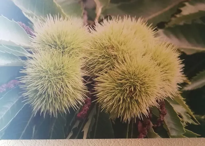 Gaestehaus Moni Jaeger ホームステイ